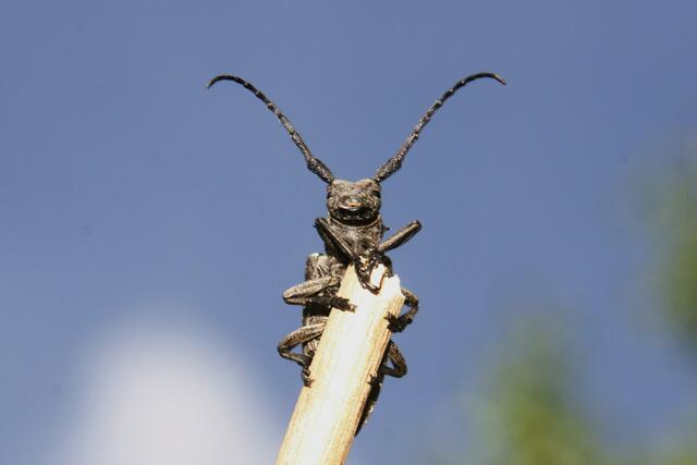 Sägebock (Prionus coriarius)