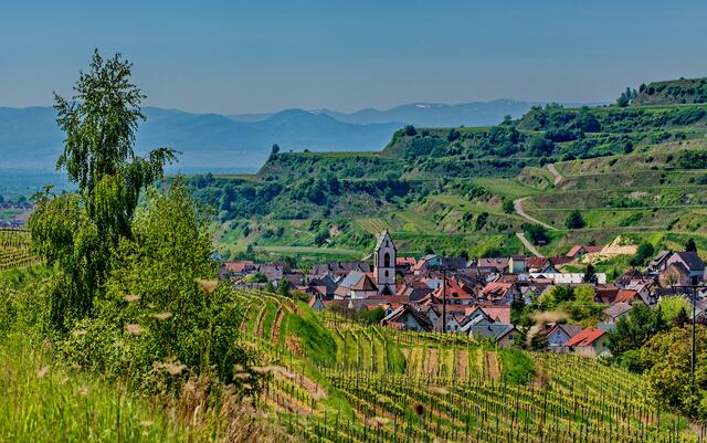 Blick vom Badberg auf Alt-Vogtsburg  im HG die Vogesen