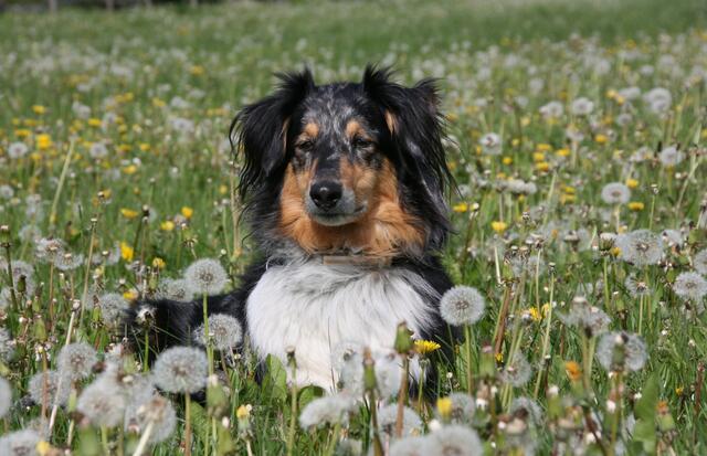 Ida in der Pusteblumenwiese