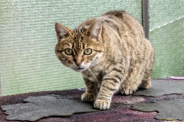 Wo die Naturgeister lebendig werden: myheimat zu Gast bei Meinrad Froschin und Uschi Eschbach. Der Hauskatze entgeht nichts im Haus des Künstlers