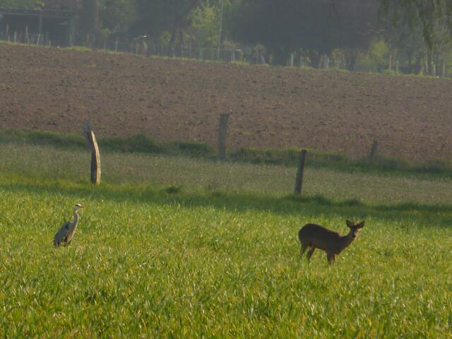 Graureiher und Reh ganz vertraut!