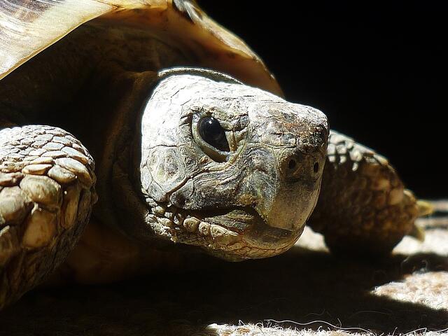 Wörn,die Schildkröte aus der Urzeit - am 14.5.2014 !