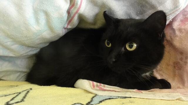 Blacky