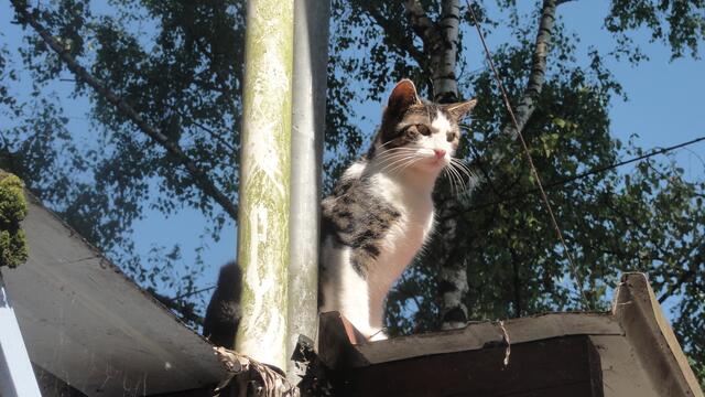 Lucky (Hofkater)