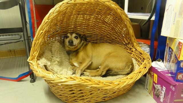 Balou (Pflegestelle)