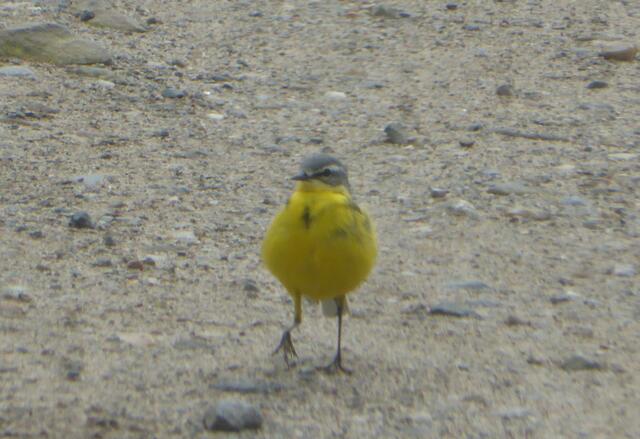 Benimmt sich wie eine Bachstelze...