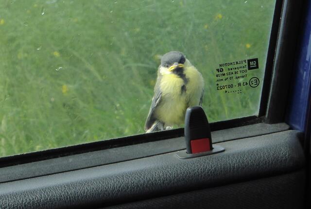 Die ersten Flugversuche sind scheinbar doch sehr anstrengend!