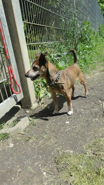 Balou (Pflegestelle)