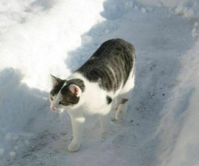 Tigerle (vermißt)