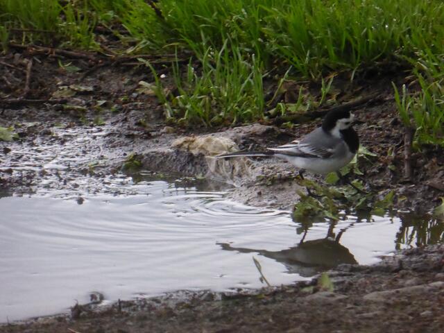 ... die nebenan die Pfütze unsicher macht.