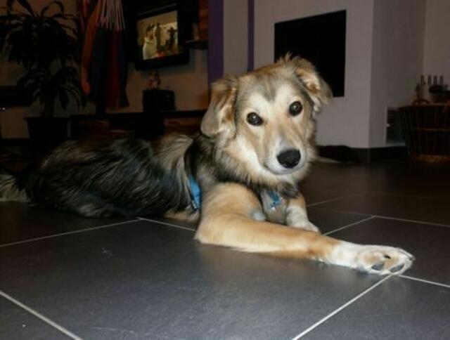 Apollo (Privatvermittlung)