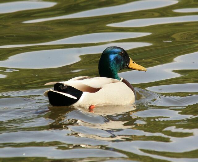 Tssssssssss - der Schwan nun wieder!
