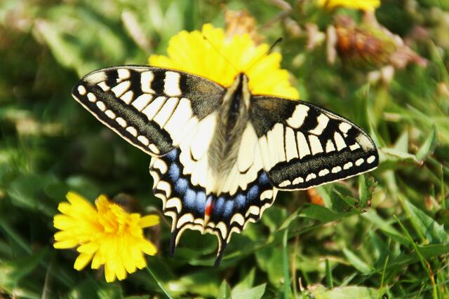 Schwalbenschwanz (Papilio machaon)                                 (Aufnahme vom 10. April 2014)