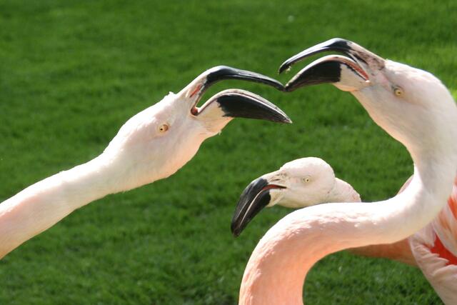 Chileflamingo (Phoenicopterus chilensis)