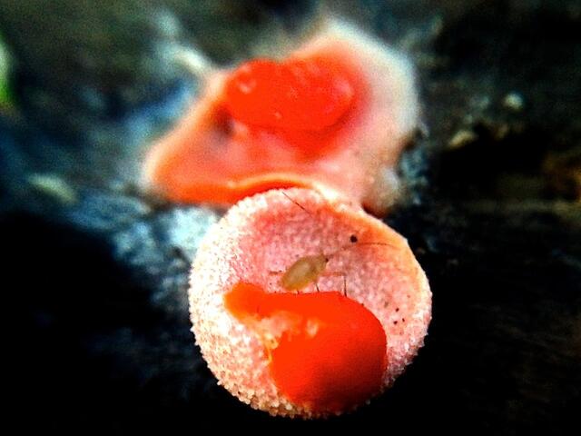 Ungenießbar für Menschen, aber offenbar nicht für Blattläuse?! ;-)