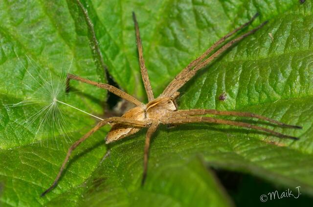 Listspinne auf der Lauer