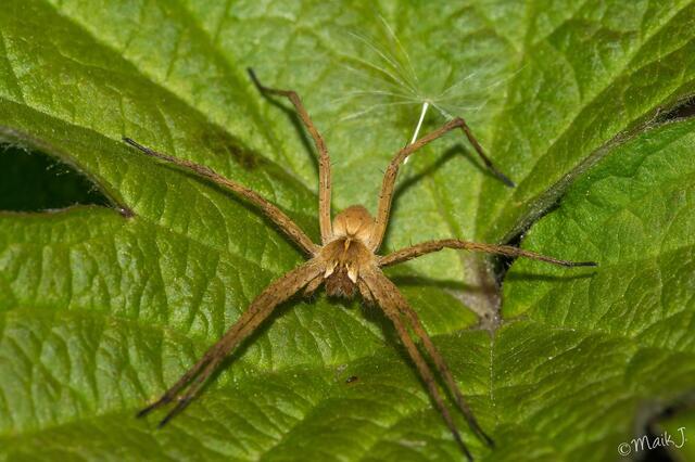 Listspinne