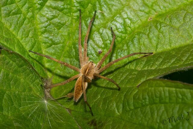 Listspinne auf der Lauer