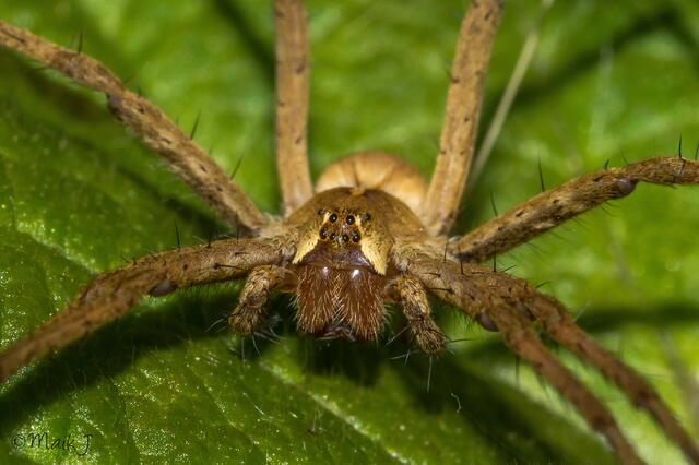 Listspinne