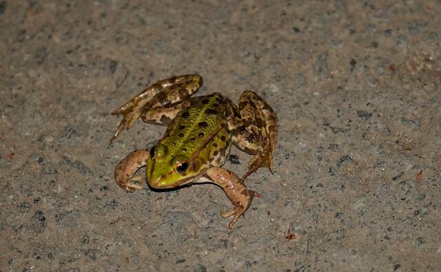 Dieser Teichfrosch begegnete mir in der Dämmerung auf dem Asphalt der Würmseestraße und verschwand mit einem laut vernehmlichen und missbilligenden Laut im Grün am Straßenrand.