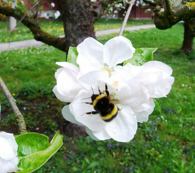 Hummel an der Apfelblüte, aufgenommen am 15.04.2014.