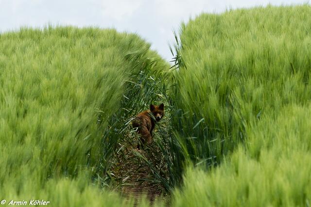 Die alte verzieht sich