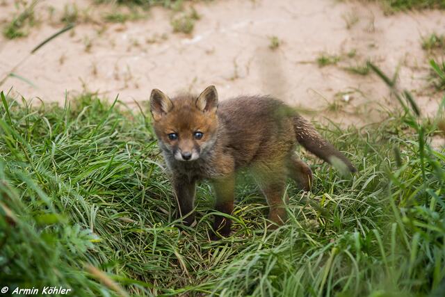 Was macht der Baum denn da