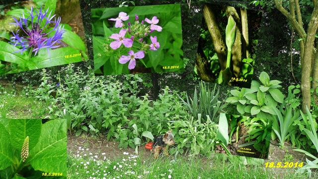 (20) !!! Sonntags + Monatsbilder / Blumenbeet !!! 18.5.2014 Temperatur: Plus 11°C / 7:16h / 13°C Plus 8:13h Wind:1- 3 / bewölkt / Nieselregen