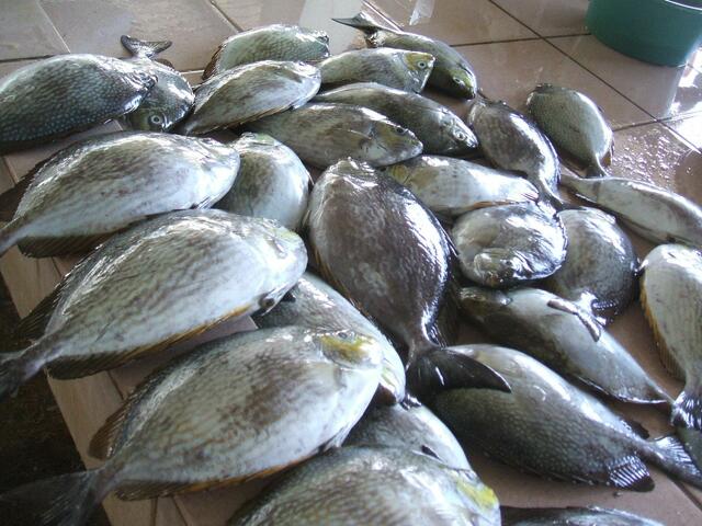 Täglich frischer Fisch
