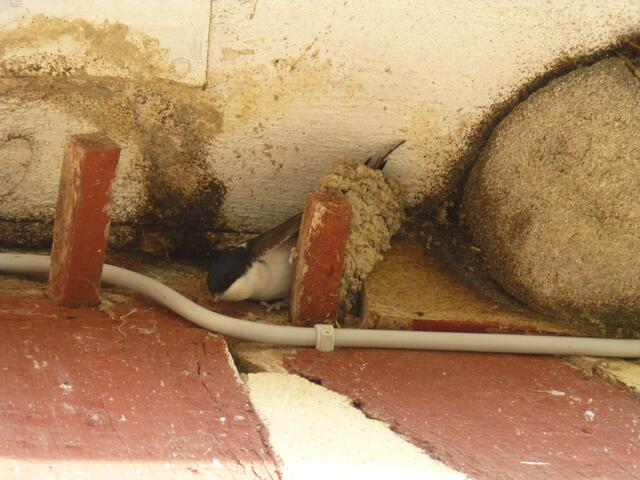 Hier fängt er zu bauen an