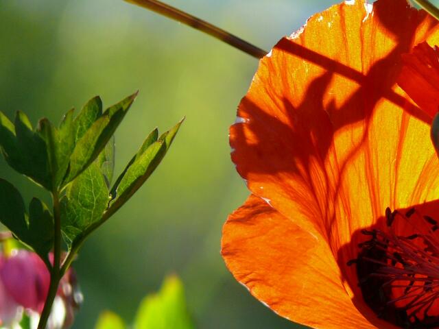 Mohnblüte in der Abendsonne!
