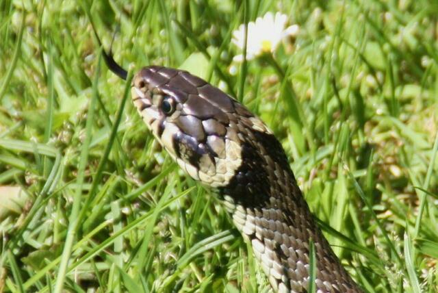 Ringelnatter (Natrix natrix)