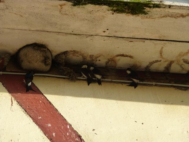 Aber Achtung! Andere Machos sind da.