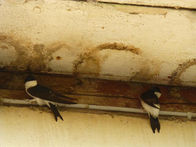 Wer will mich heiraten, findet mich einen geeigneten Mann.