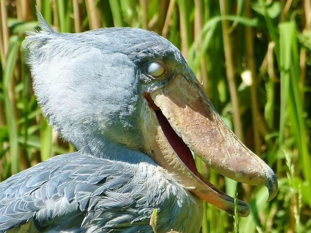 der Schuhschnabel heute im Vogelpark Walsrode.