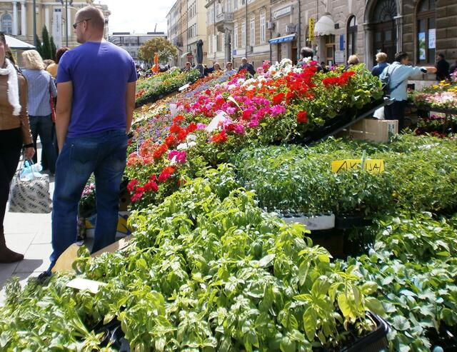 auf dem Grünen Markt.