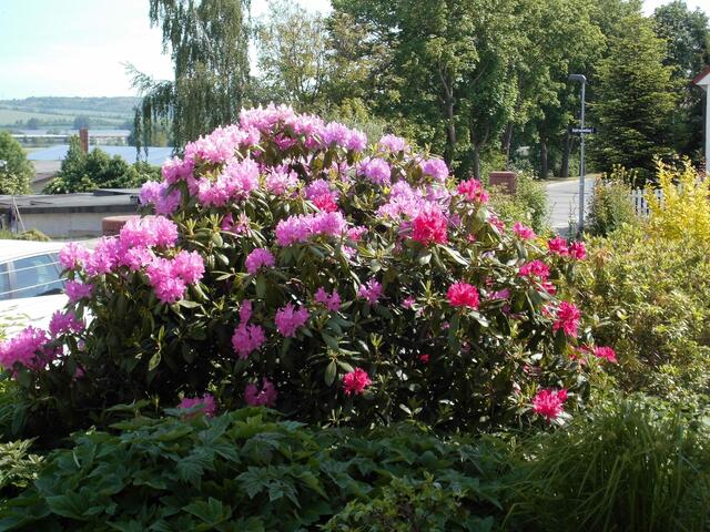 derselbe Rhododendron, andere Seite