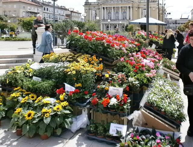 auf dem Grünen Markt.