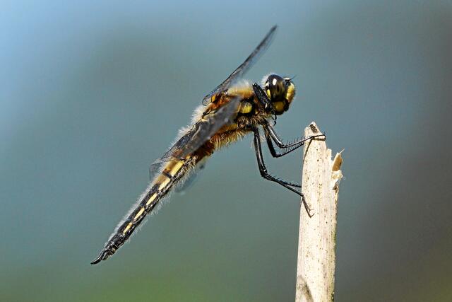 Sie spendierte dem aufgeregten Fotografen in der prallen Sonne fast eine Stunde für ein ausgiebiges Posing. APS-C; 1/750s; Bl. 9,5; ISO 500; Zoom (70-)400@600KB.  Weitere Bilder folgen am WE.