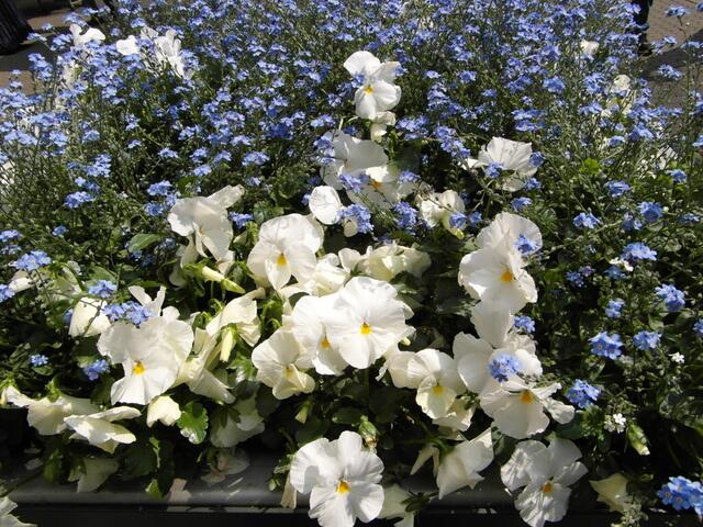 Dieses Blumenbild berührt mich!------ Ich wünsche Euch eine gute Nacht und grüße herzlich aus Mannheim !