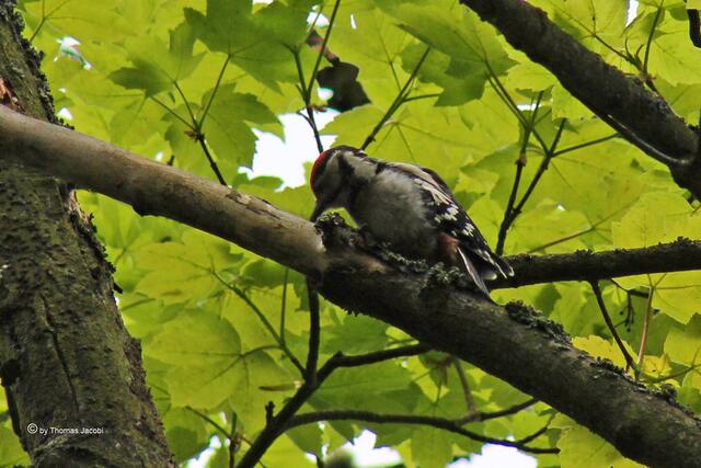 Jetzt klopfen üben.