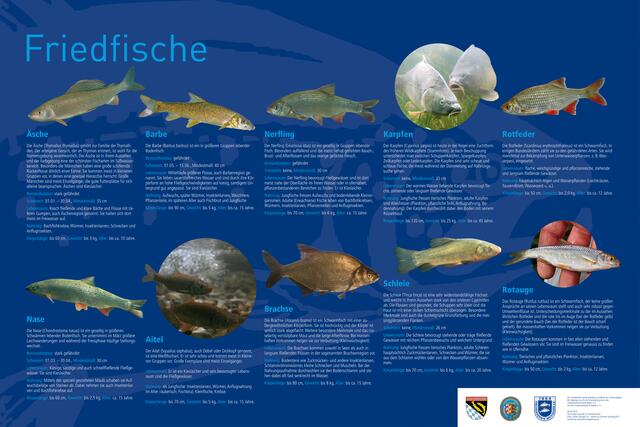 Lehrtafel 3: Wichtige Fischarten im Lech – Friedfische