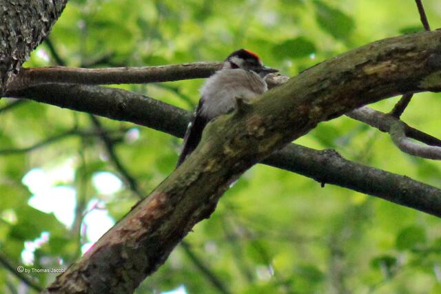 Er wartete auf Futter.