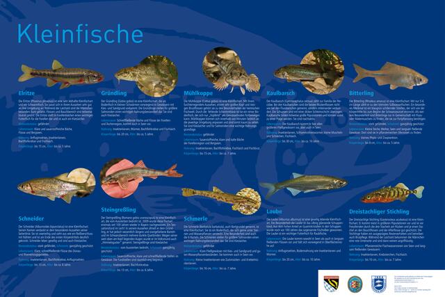 Lehrtafel 4: Wichtige Fischarten im Lech – Kleinfische