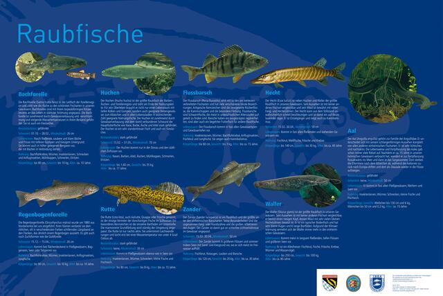 Lehrtafel 5: Wichtige Fischarten im Lech – Raubfische