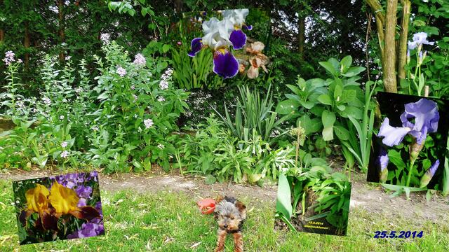 (21) !!! Sonntags + Monatsbilder / Blumenbeet !!!