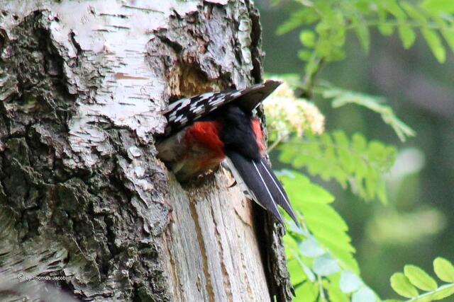 Da muss sie sogar noch rein in die Höhle.