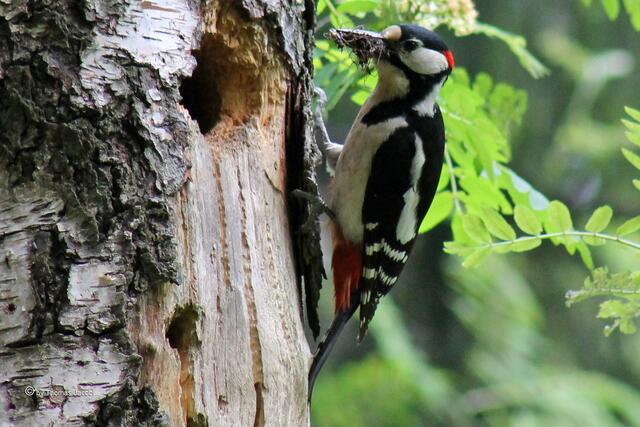 Nun Herr Buntspecht. :-)