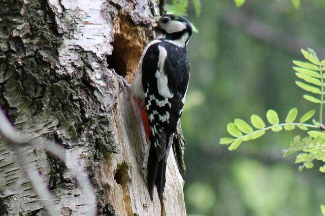 ...sehr kleinen Nachwuchs.