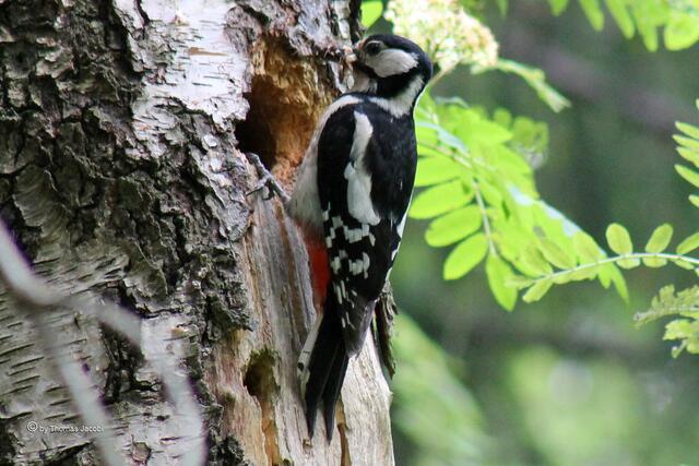 ...mit eine ordentlichen...